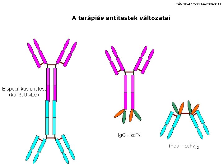 TÁMOP-4. 1. 2 -08/1/A-2009 -0011 A terápiás antitestek változatai Bispecifikus antitest (kb. 300 k.