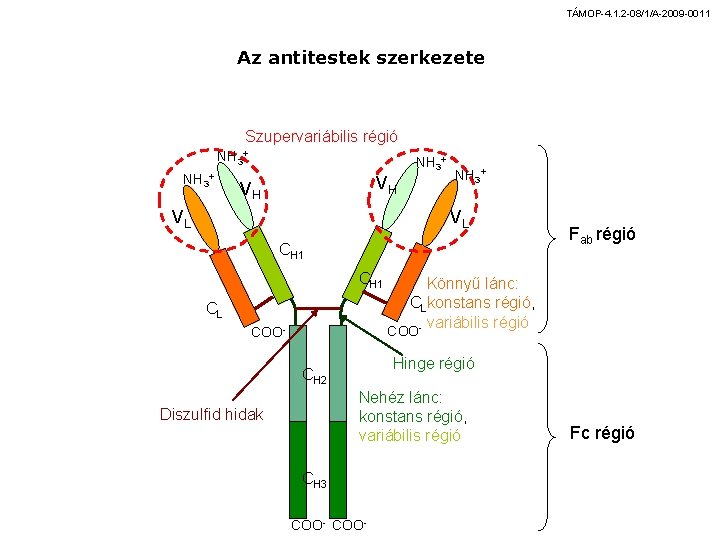 TÁMOP-4. 1. 2 -08/1/A-2009 -0011 Az antitestek szerkezete Szupervariábilis régió NH 3+ VH VH