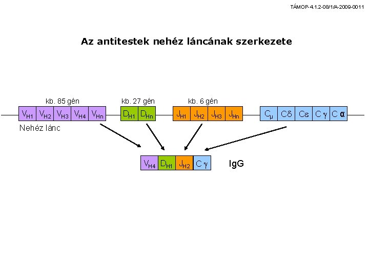 TÁMOP-4. 1. 2 -08/1/A-2009 -0011 Az antitestek nehéz láncának szerkezete kb. 85 gén kb.