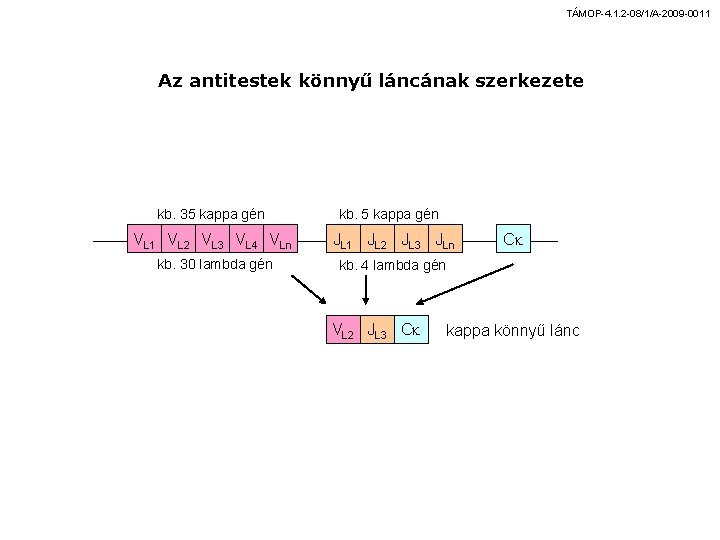 TÁMOP-4. 1. 2 -08/1/A-2009 -0011 Az antitestek könnyű láncának szerkezete kb. 35 kappa gén