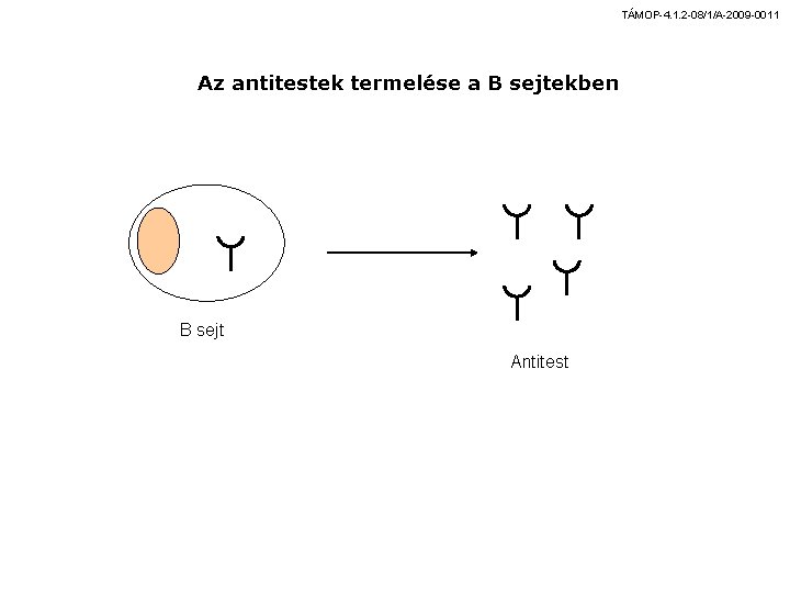 TÁMOP-4. 1. 2 -08/1/A-2009 -0011 Az antitestek termelése a B sejtekben B sejt Antitest