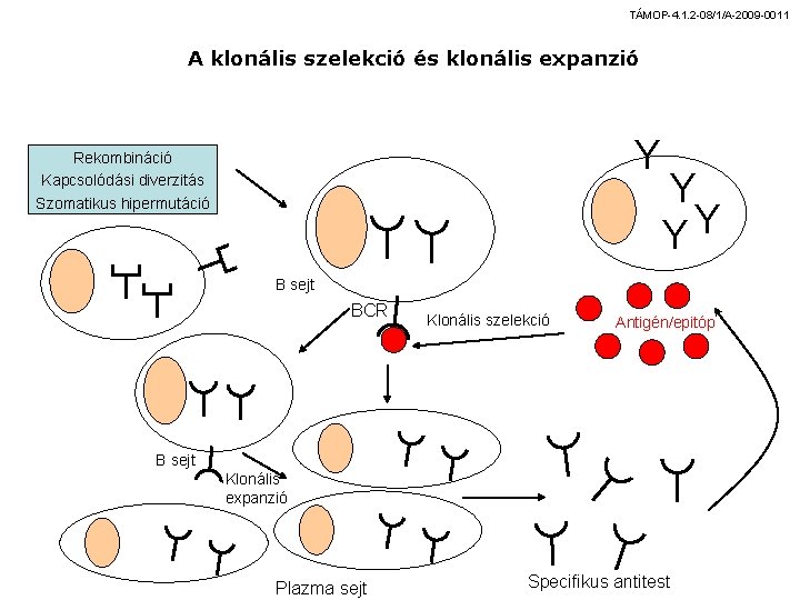 TÁMOP-4. 1. 2 -08/1/A-2009 -0011 A klonális szelekció és klonális expanzió Y Rekombináció Kapcsolódási