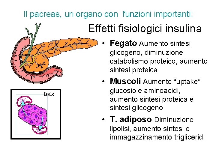 Il pacreas, un organo con funzioni importanti: Effetti fisiologici insulina • Fegato Aumento sintesi