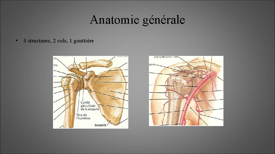 Anatomie générale • 4 structures, 2 cols, 1 gouttière 