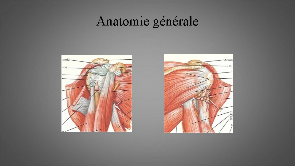 Anatomie générale 