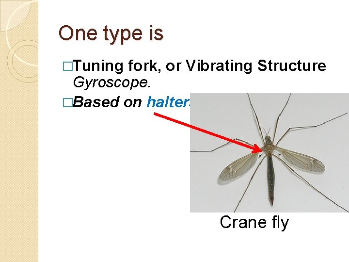 One type is �Tuning fork, or Vibrating Structure Gyroscope. �Based on halters Crane fly