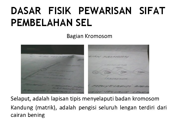 DASAR FISIK PEWARISAN SIFAT PEMBELAHAN SEL Bagian Kromosom Selaput, adalah lapisan tipis menyelaputi badan