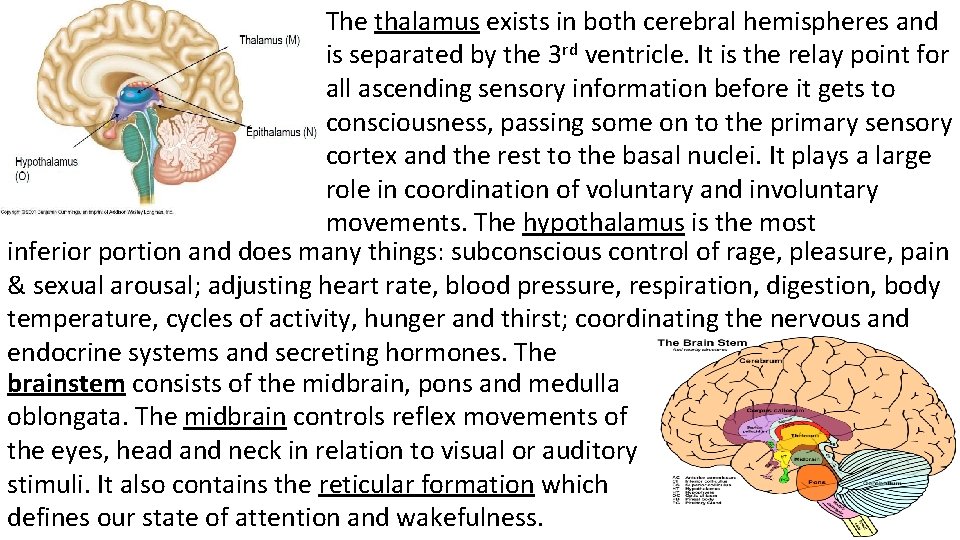 The thalamus exists in both cerebral hemispheres and is separated by the 3 rd