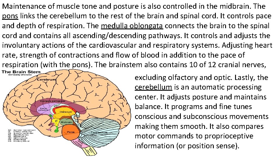 Maintenance of muscle tone and posture is also controlled in the midbrain. The pons