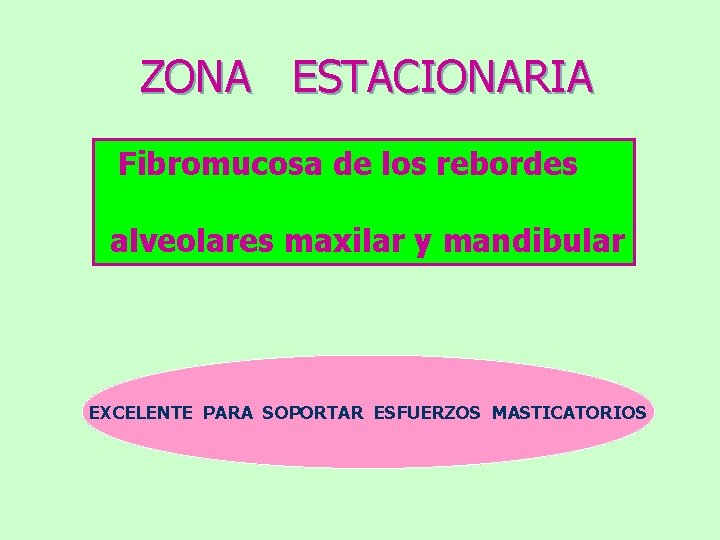 ZONA ESTACIONARIA Fibromucosa de los rebordes alveolares maxilar y mandibular EXCELENTE PARA SOPORTAR ESFUERZOS