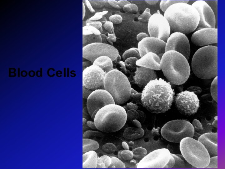 Blood Cells Blood Cells