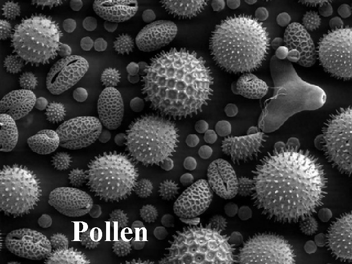 Pollen Pollen