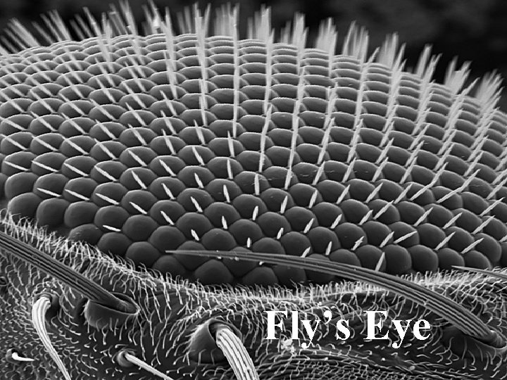 Fly’s Eye 