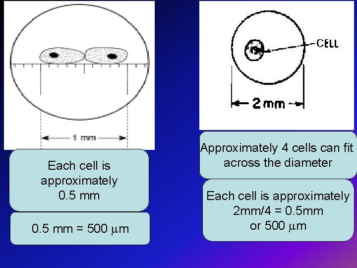 Each cell is approximately 0. 5 mm = 500 m Approximately 4 cells can