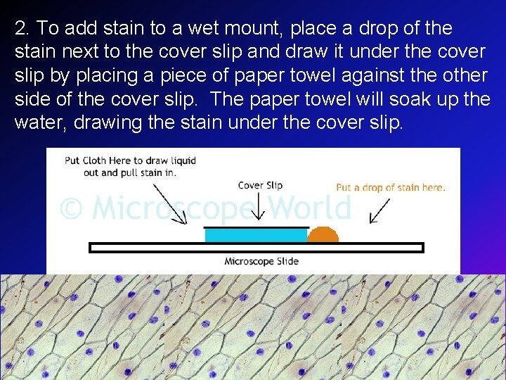 2. To add stain to a wet mount, place a drop of the stain 2. To add stain to a wet mount, place a drop of the stain