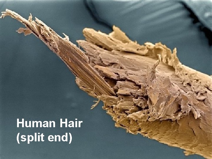 Human Hair (split end) Human Hair (split end)
