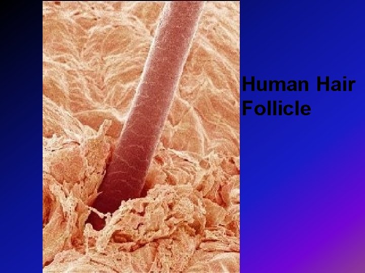 Human Hair Follicle 