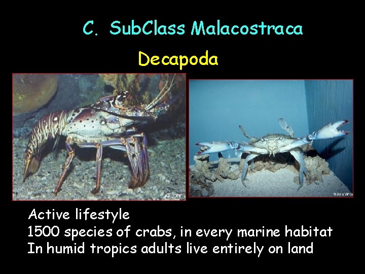 C. Sub. Class Malacostraca Decapoda Active lifestyle 1500 species of crabs, in every marine