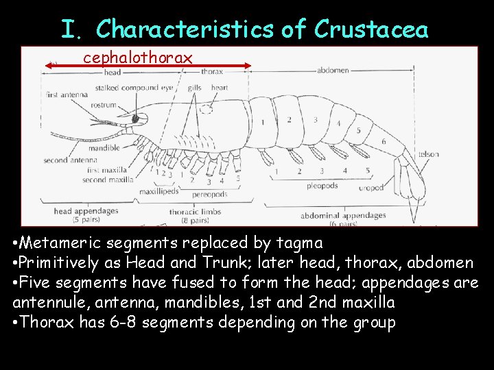 I. Characteristics of Crustacea cephalothorax • Metameric segments replaced by tagma • Primitively as
