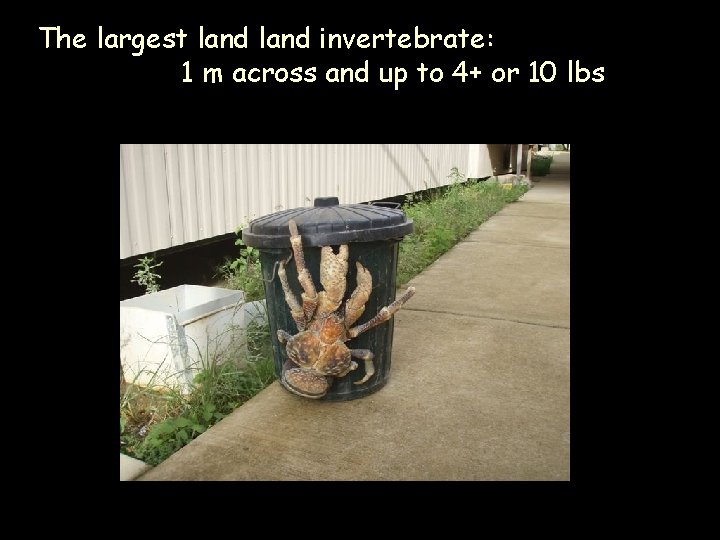 The largest land invertebrate: 1 m across and up to 4+ or 10 lbs