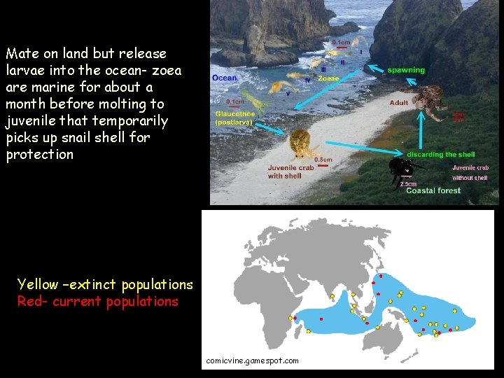 Mate on land but release larvae into the ocean- zoea are marine for about