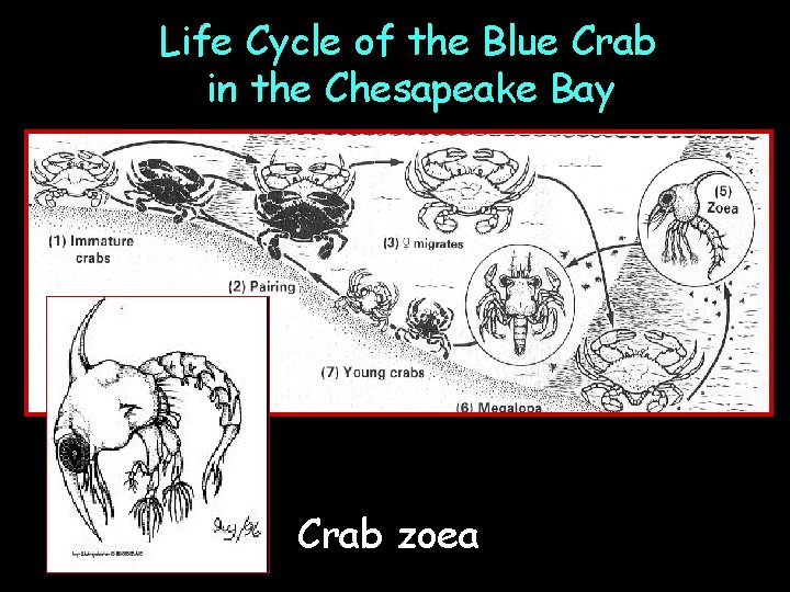 Life Cycle of the Blue Crab in the Chesapeake Bay Crab zoea 