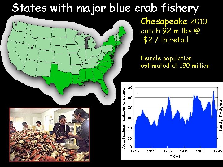 States with major blue crab fishery Chesapeake 2010 catch 92 m lbs @ $2