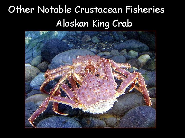 Other Notable Crustacean Fisheries Alaskan King Crab 
