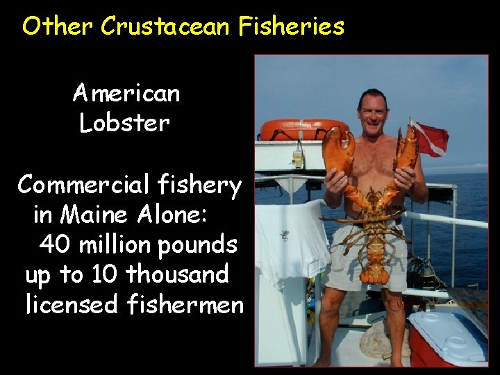 Other Crustacean Fisheries American Lobster Commercial fishery in Maine Alone: 40 million pounds up