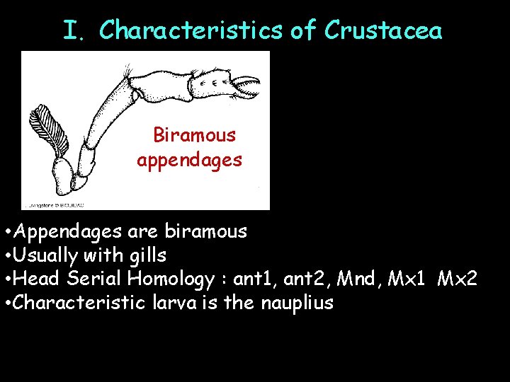 I. Characteristics of Crustacea Biramous appendages • Appendages are biramous • Usually with gills