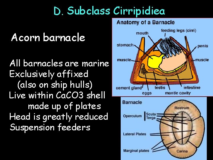 D. Subclass Cirripidiea Acorn barnacle All barnacles are marine Exclusively affixed (also on ship