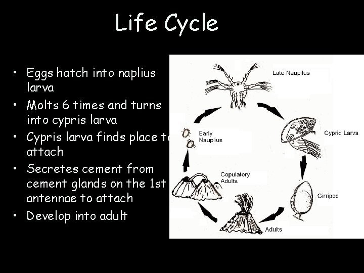 Life Cycle • Eggs hatch into naplius larva • Molts 6 times and turns