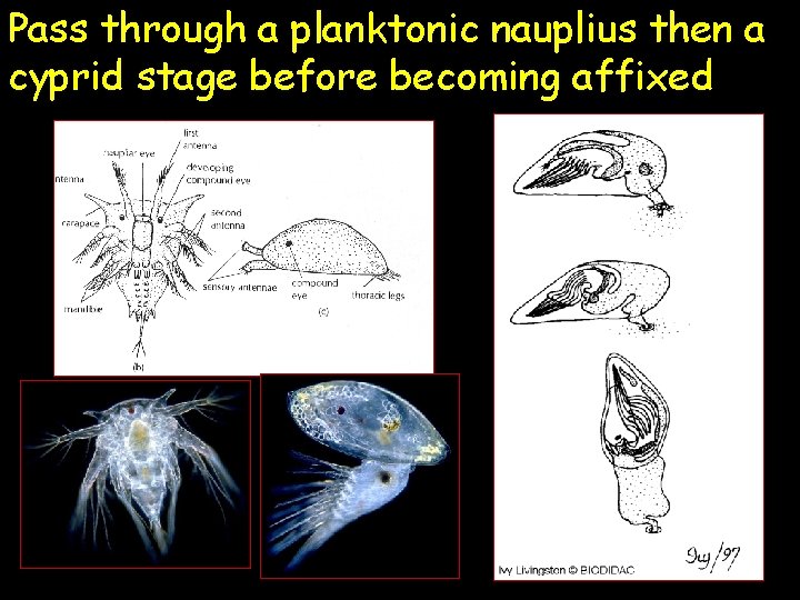 Pass through a planktonic nauplius then a cyprid stage before becoming affixed 