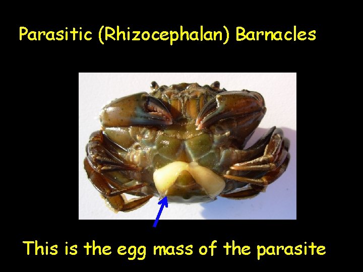 Parasitic (Rhizocephalan) Barnacles This is the egg mass of the parasite 