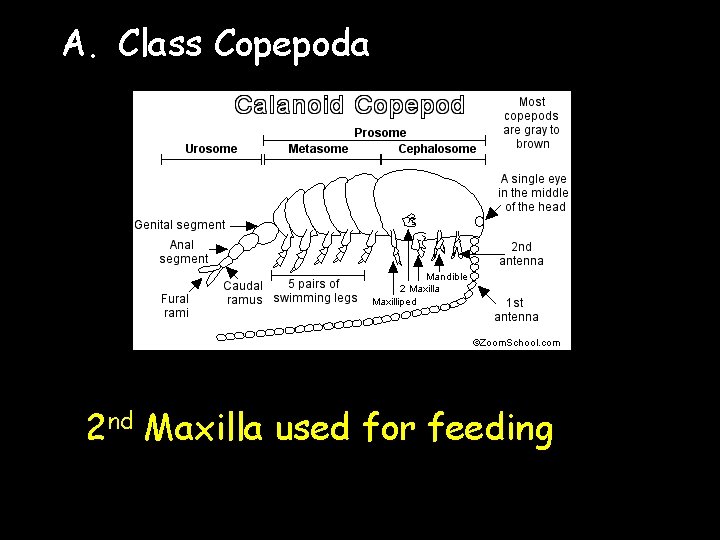 A. Class Copepoda 2 nd Maxilla used for feeding 