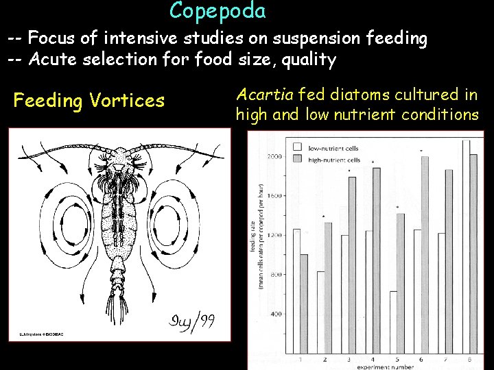 Copepoda -- Focus of intensive studies on suspension feeding -- Acute selection for food