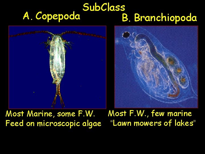 Sub. Class A. Copepoda B. Branchiopoda Most F. W. , few marine Most Marine,