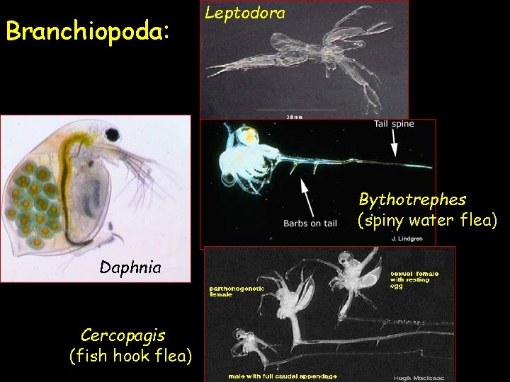 Branchiopoda: Leptodora Bythotrephes (spiny water flea) Daphnia Cercopagis (fish hook flea) 