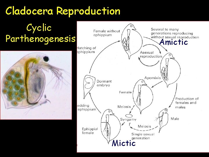 Cladocera Reproduction Cyclic Parthenogenesis Amictic Mictic 