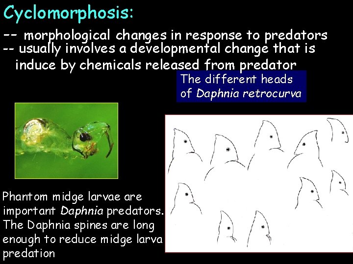 Cyclomorphosis: -- morphological changes in response to predators -- usually involves a developmental change