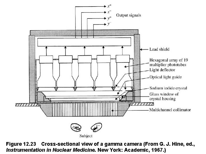Figure 12. 23 Cross-sectional view of a gamma camera (From G. J. Hine, ed. ,