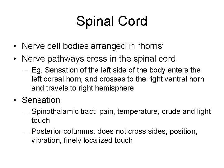 Spinal Cord • Nerve cell bodies arranged in “horns” • Nerve pathways cross in