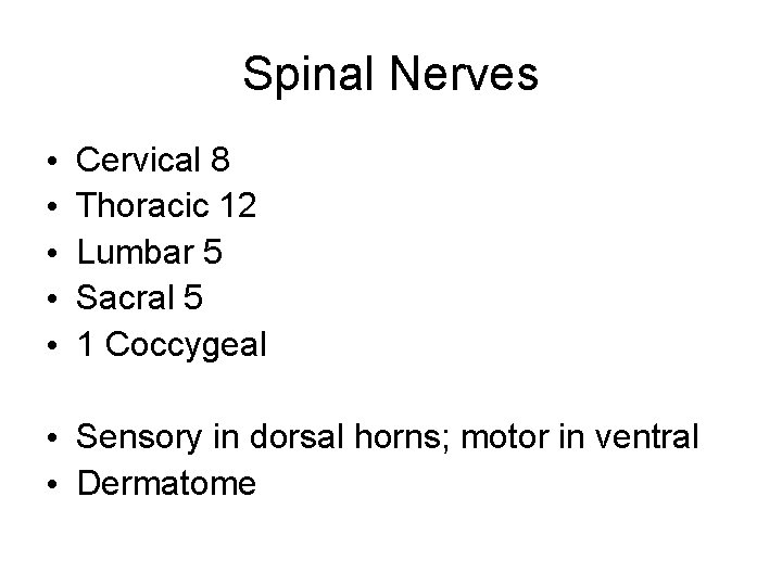 Spinal Nerves • • • Cervical 8 Thoracic 12 Lumbar 5 Sacral 5 1