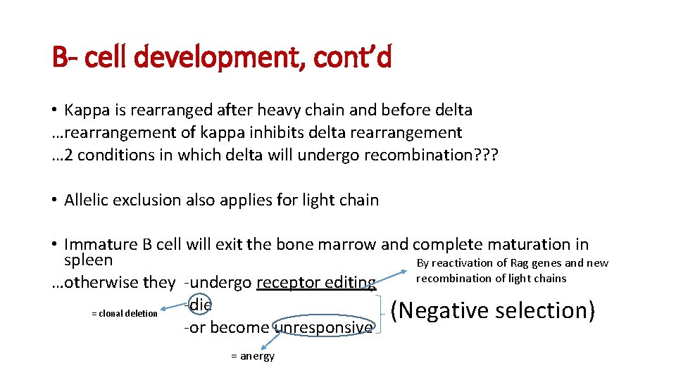 B- cell development, cont’d • Kappa is rearranged after heavy chain and before delta