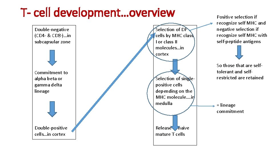 T- cell development…overview Double-negative (CD 4 - & CD 8 -)…in subcapsular zone Commitment