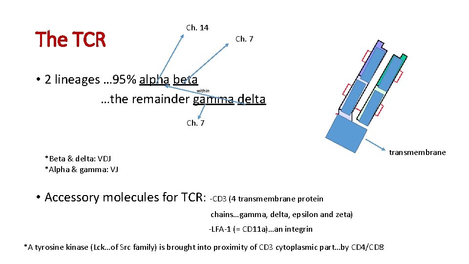 The TCR Ch. 14 Ch. 7 • 2 lineages … 95% alpha beta …the