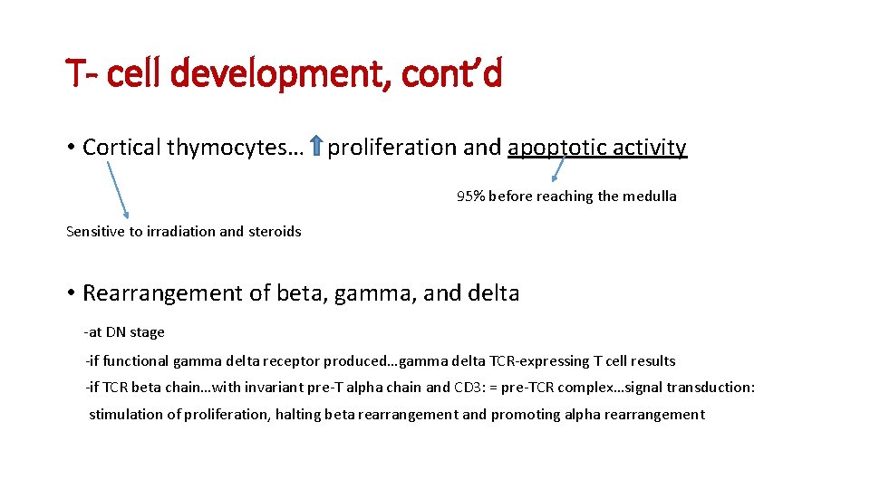 T- cell development, cont’d • Cortical thymocytes… proliferation and apoptotic activity 95% before reaching