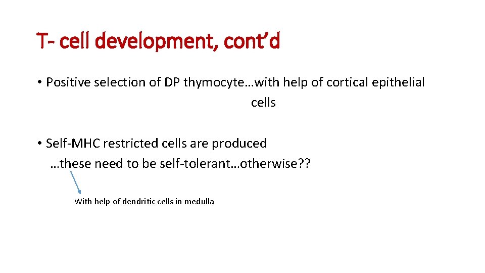 T- cell development, cont’d • Positive selection of DP thymocyte…with help of cortical epithelial