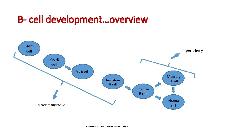B- cell development…overview Stem cell In periphery Pro-B cell Pre-B cell Memory B cell