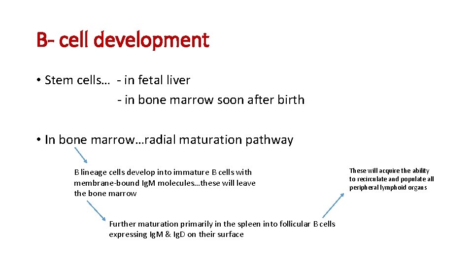 B- cell development • Stem cells… - in fetal liver - in bone marrow